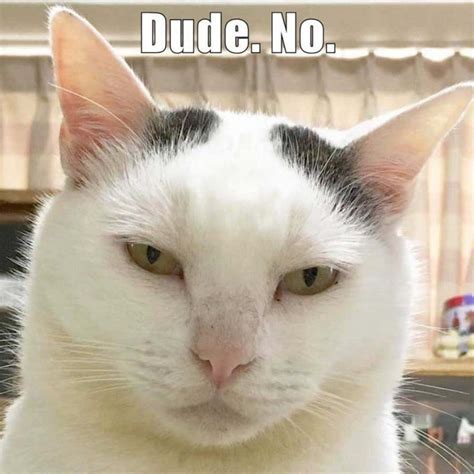 c++ memes|funny cat memes.